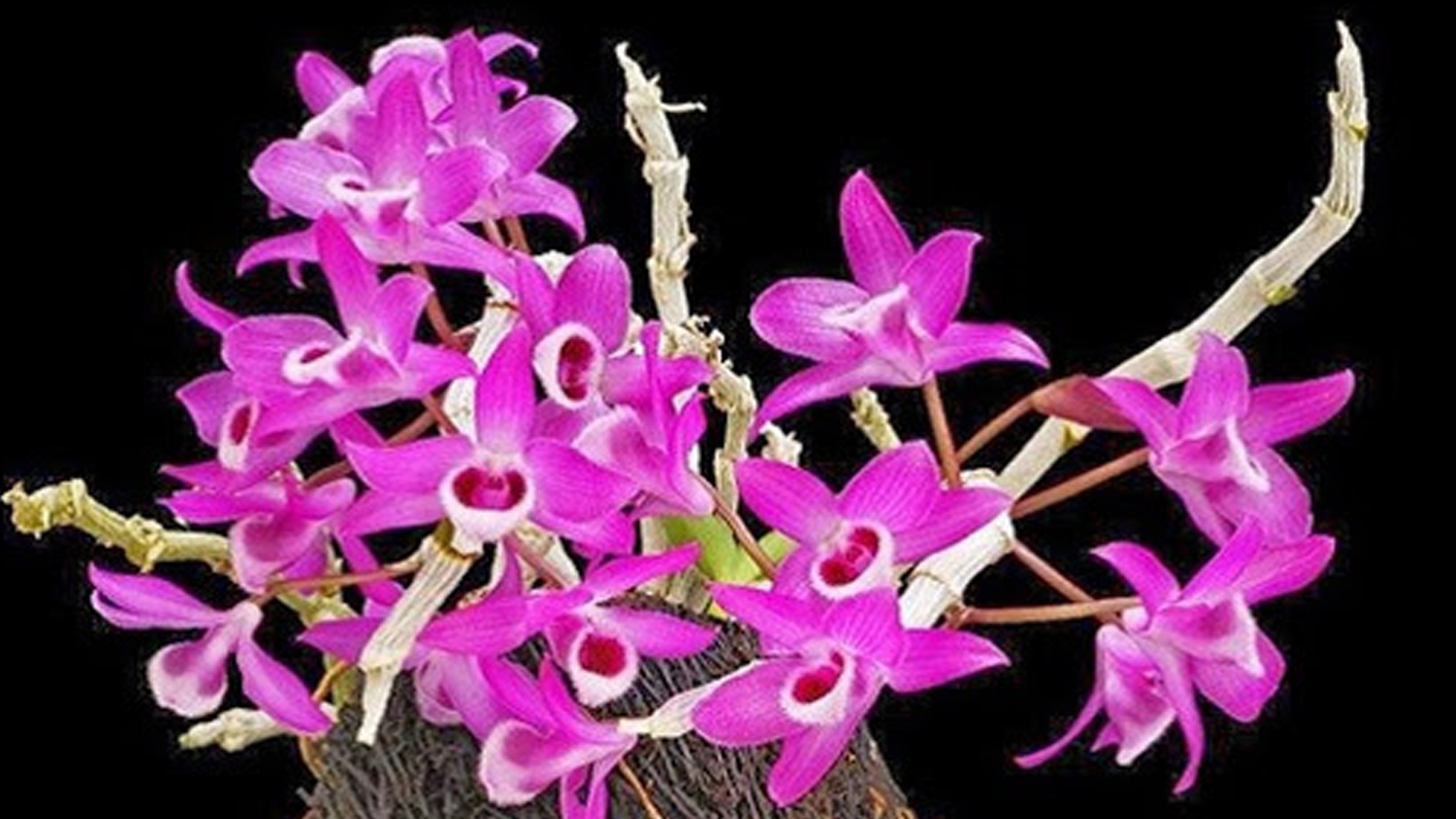 Chăm sóc cây hoa lan