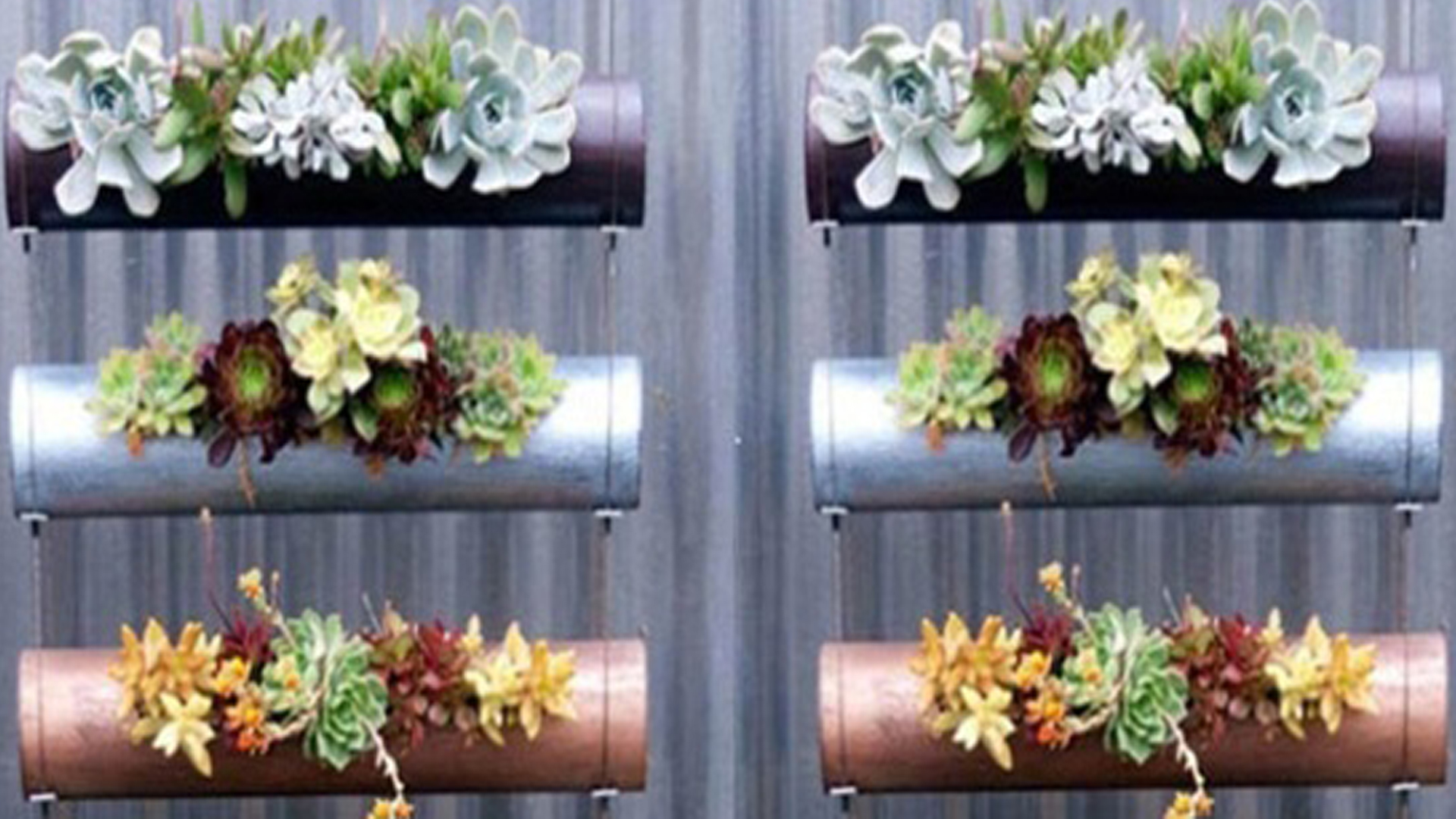 Chậu để trồng cây cảnh trong phòng tắm