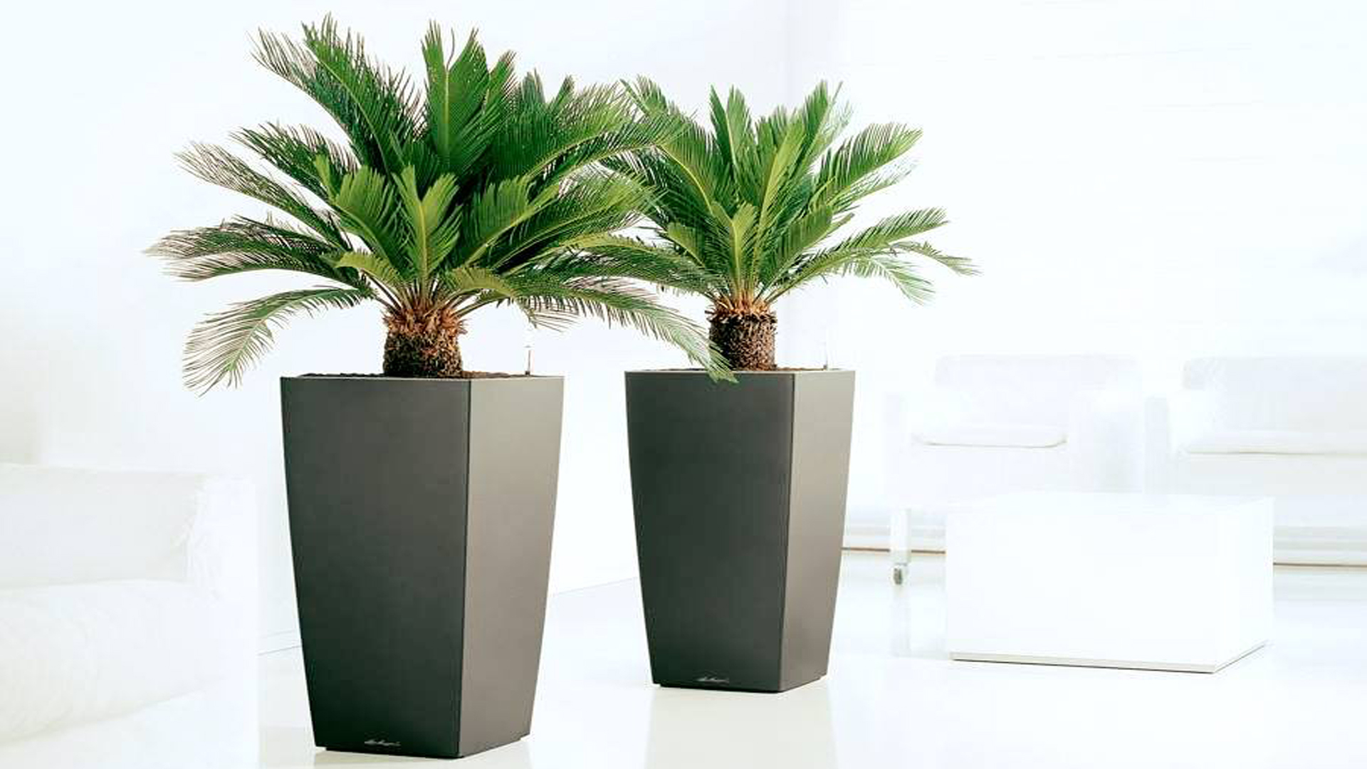 Cây Vạn tuế có thể trang trí ở đâu trong nhà