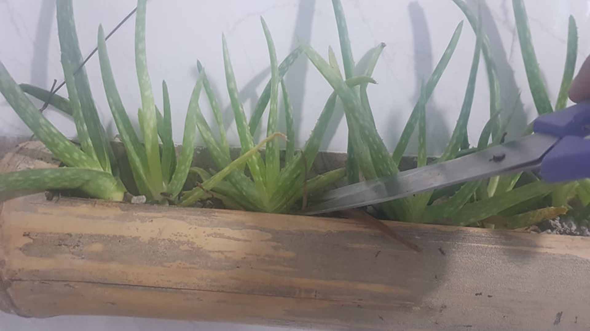 Hướng dẫn cắt tỉa cây cảnh trong nhà