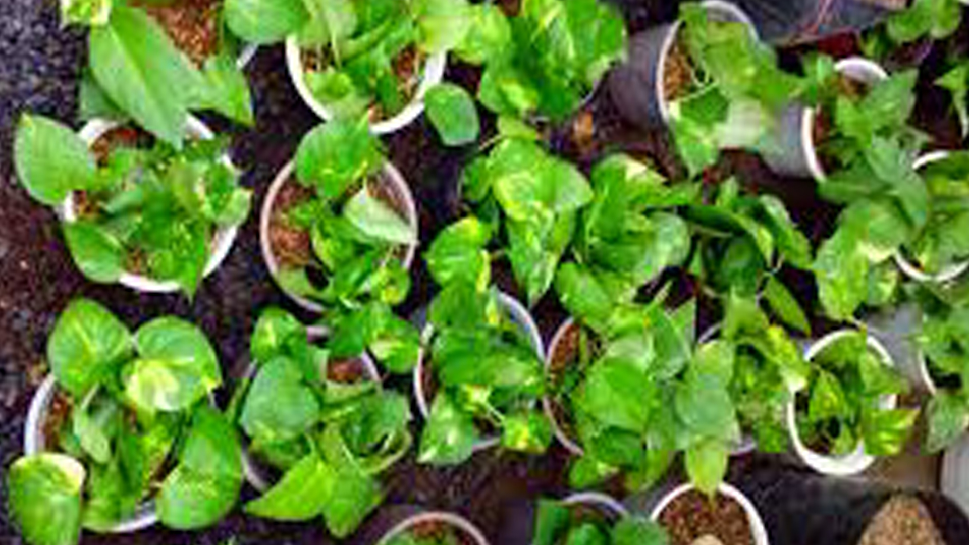 Hướng dẫn nhân giống cây Trầu bà