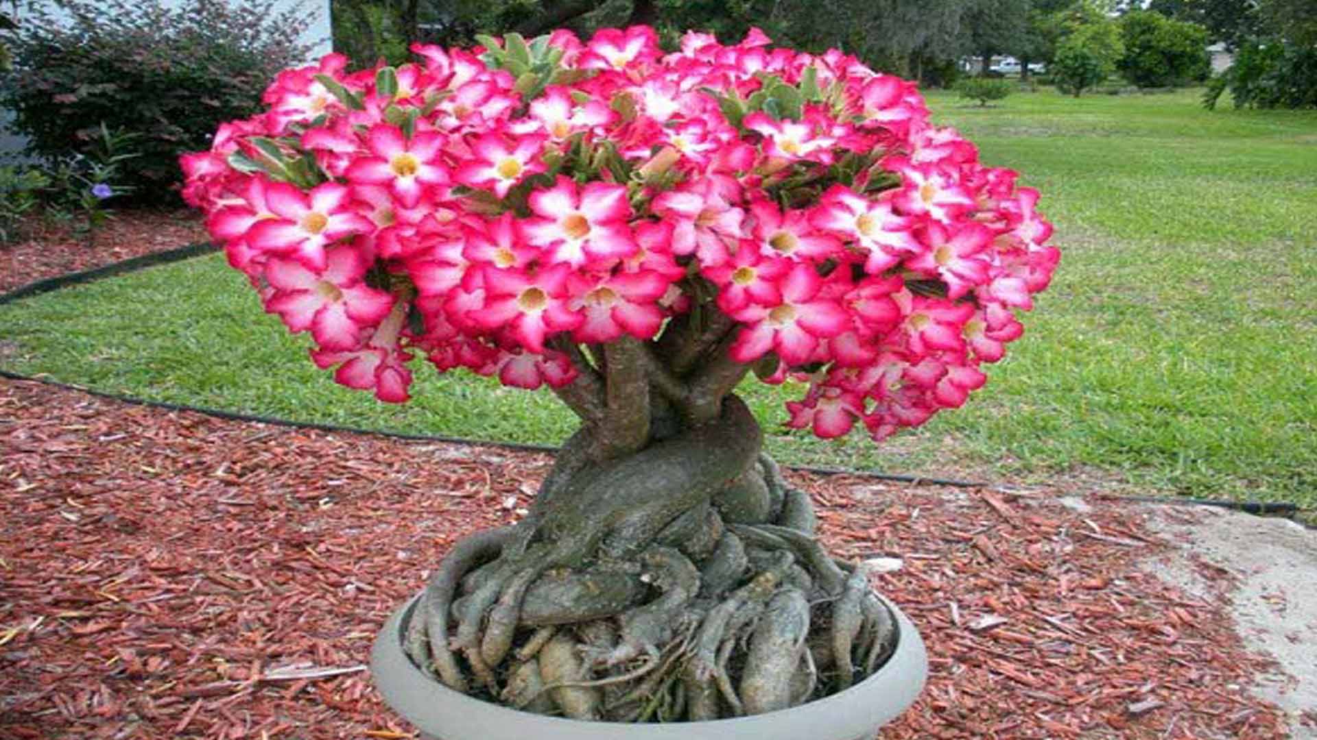 Hướng dẫn nhân giống cây hoa Sứ