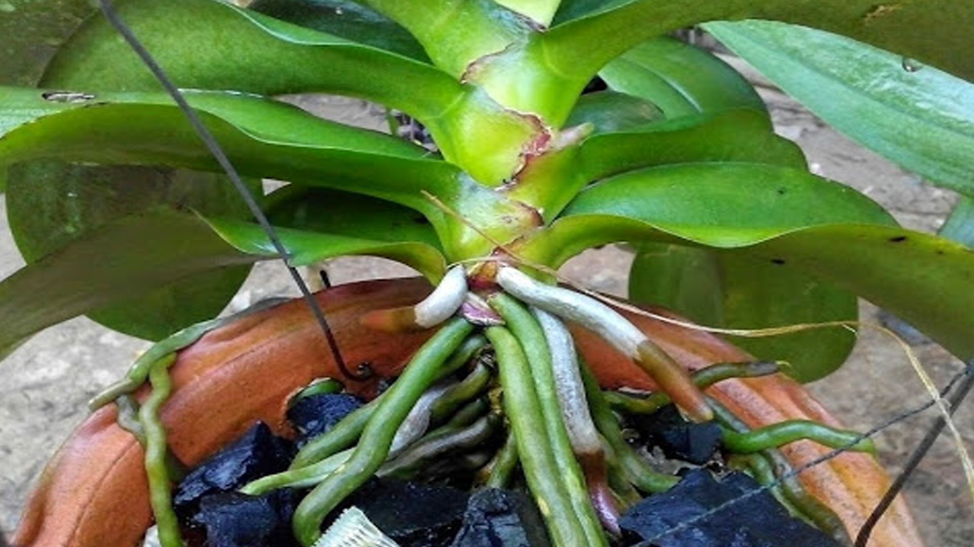 Hướng dẫn nhân giống cây hoa lan