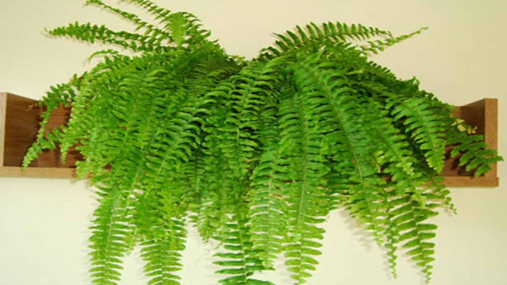 Hướng dẫn trồng cây Dương xỉ trong nhà ở