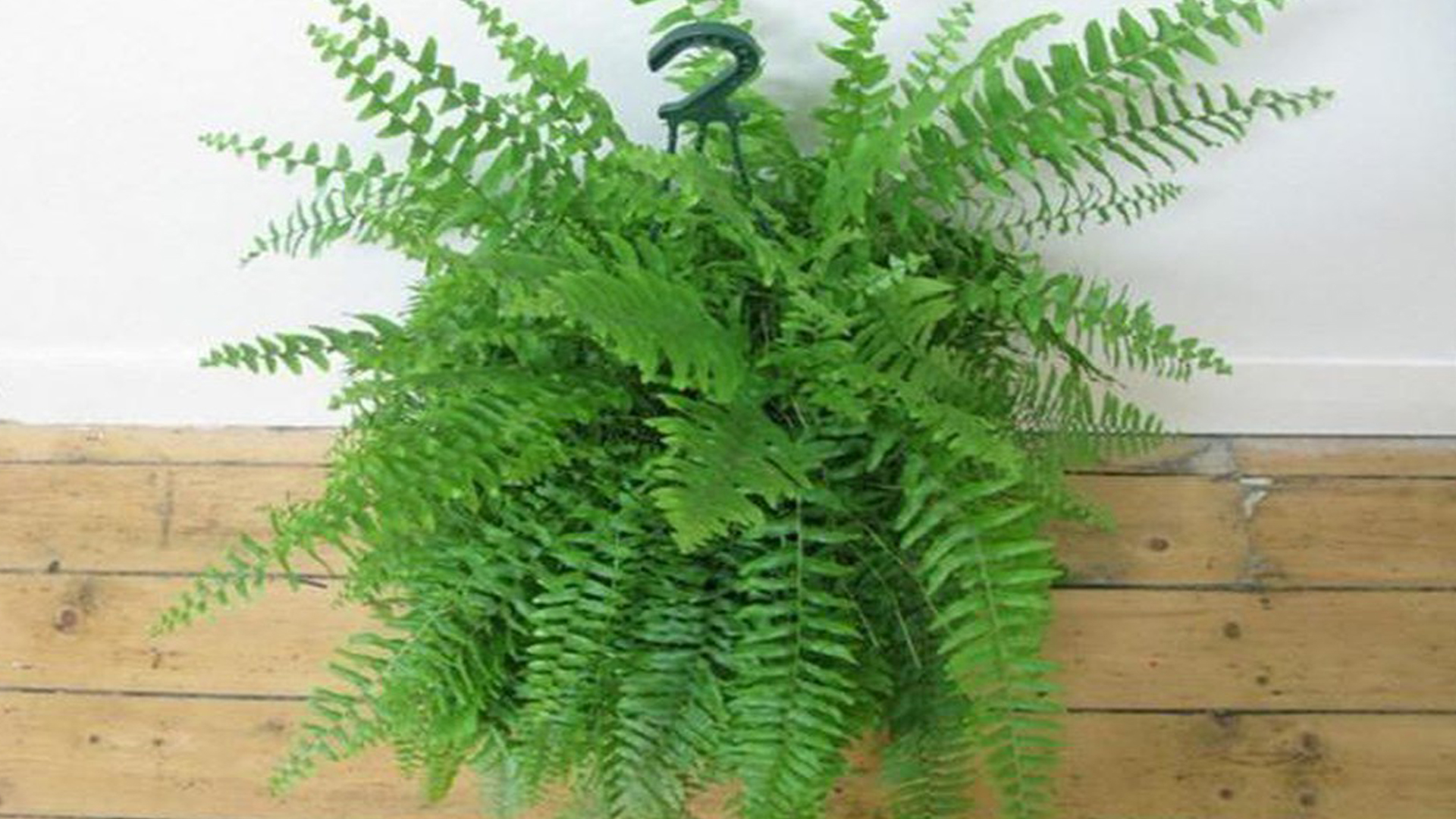 Kỹ thuật chăm sóc cây Dương xỉ