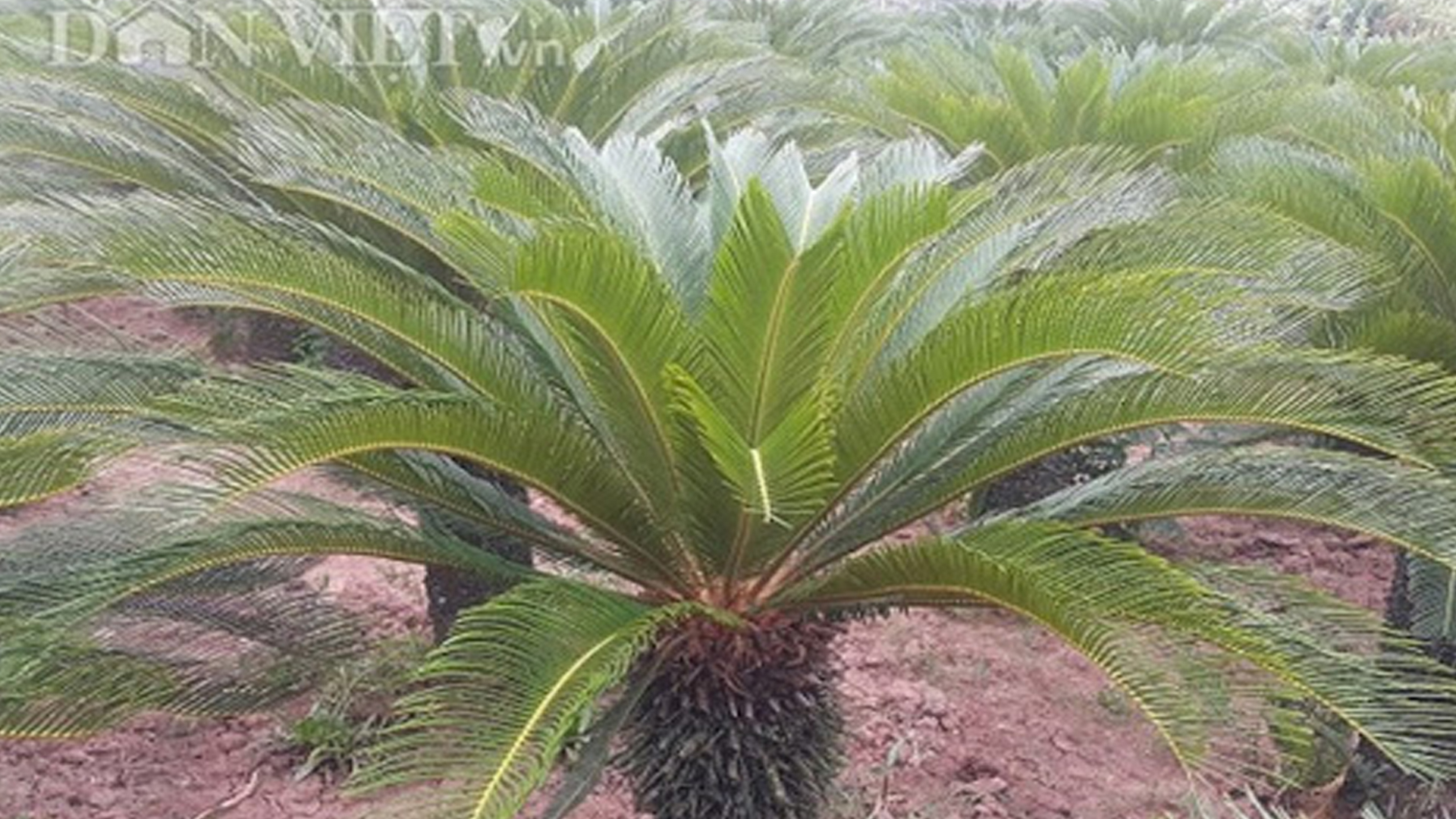 Nhân giống cây Vạn tuế