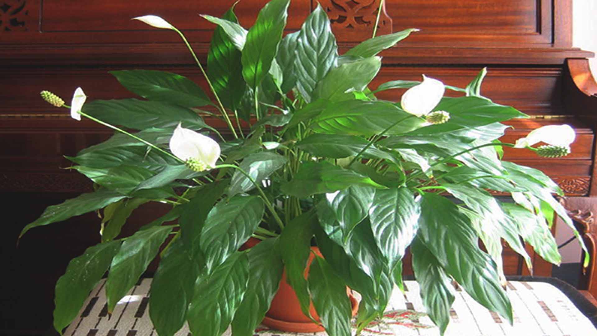 Trồng cây Lan ý trang trí trong nhà