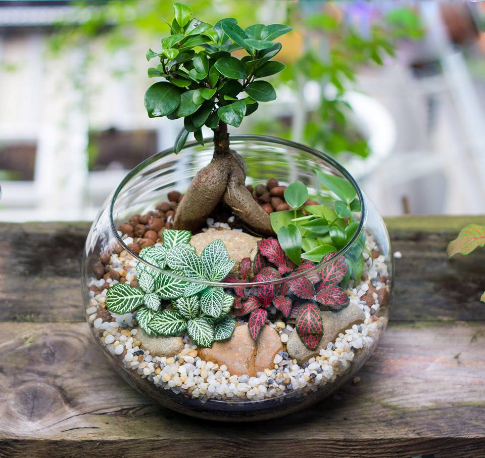 Cách để trồng cây Bonsai trong nhà