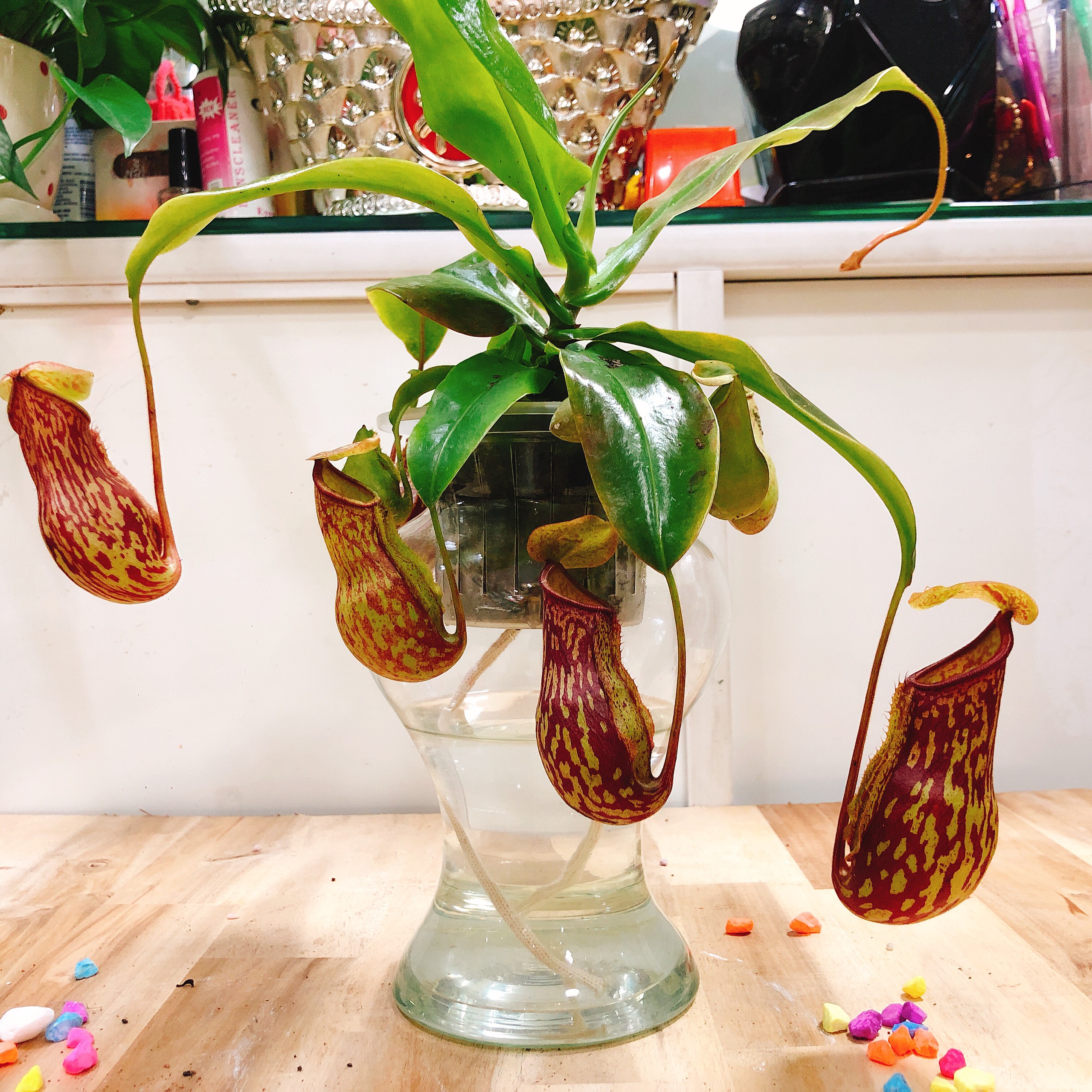 Những cây cảnh sẽ phát triển tốt trong nhà tắm của bạn