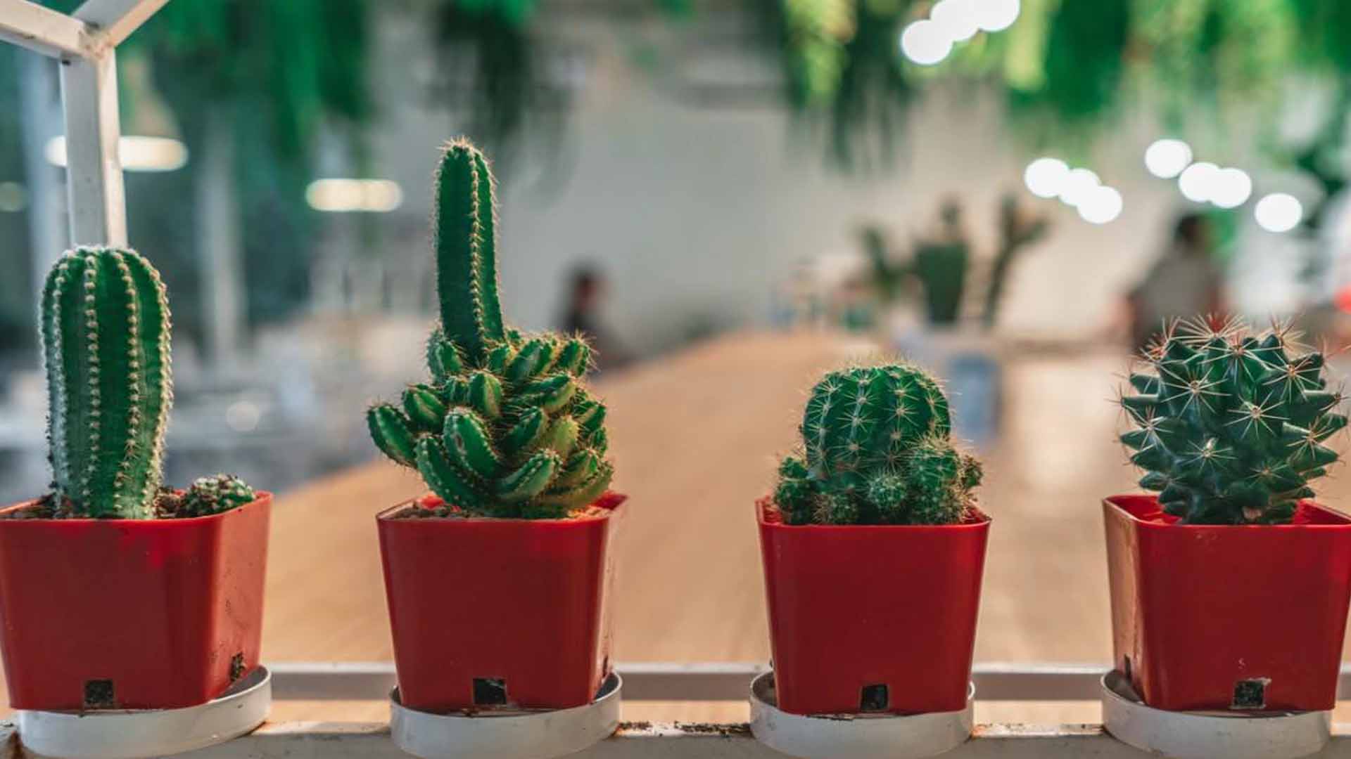 Những cây trồng trong phòng khách