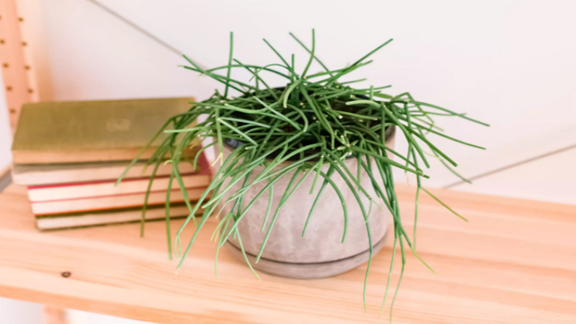 Cách trồng cây xương rồng Rhipsalideae