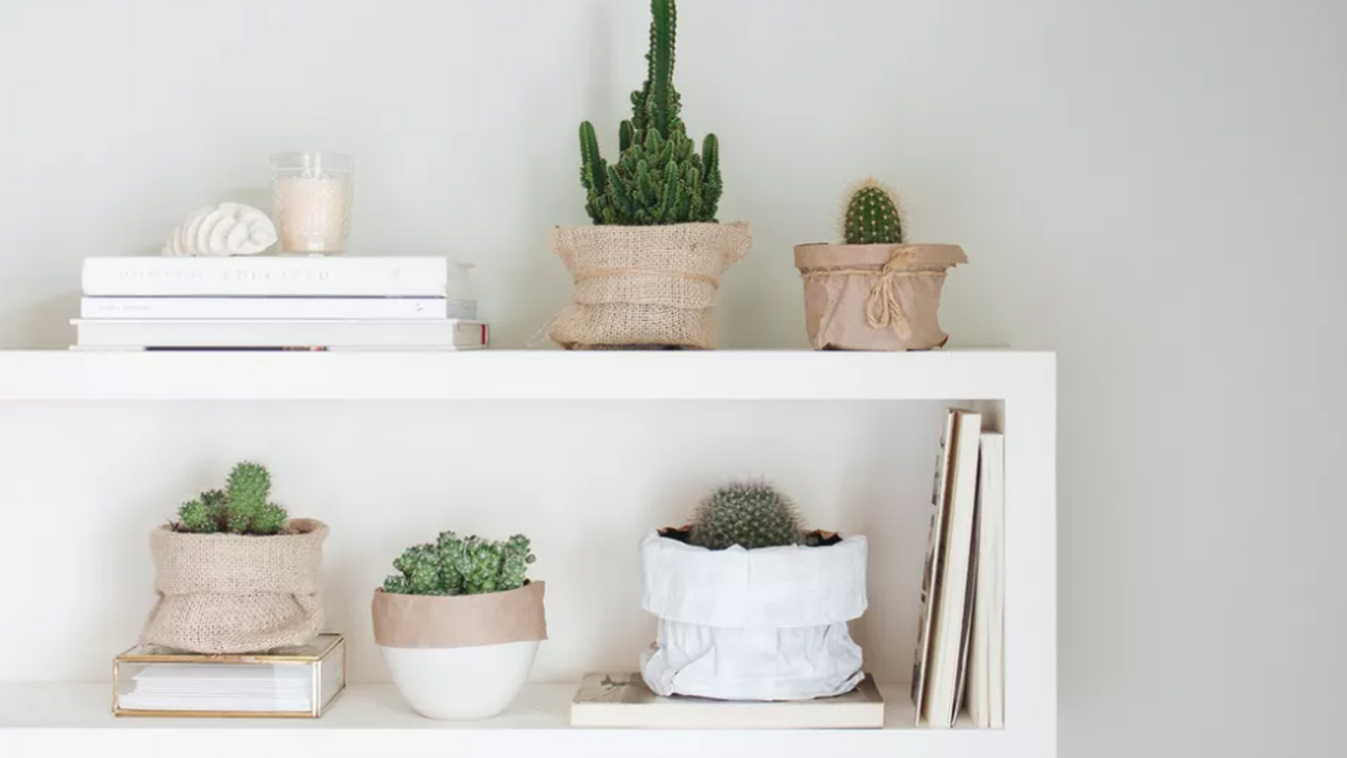 Cách trồng và chăm sóc cây xương rồng trong nhà