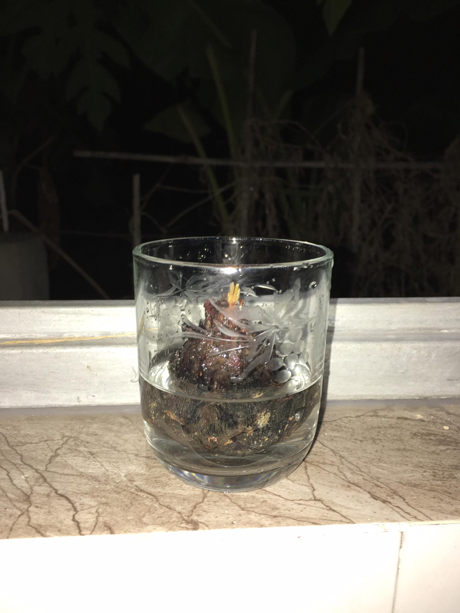 Cách rút ngắn thời gian ươm cây Vạn tuế