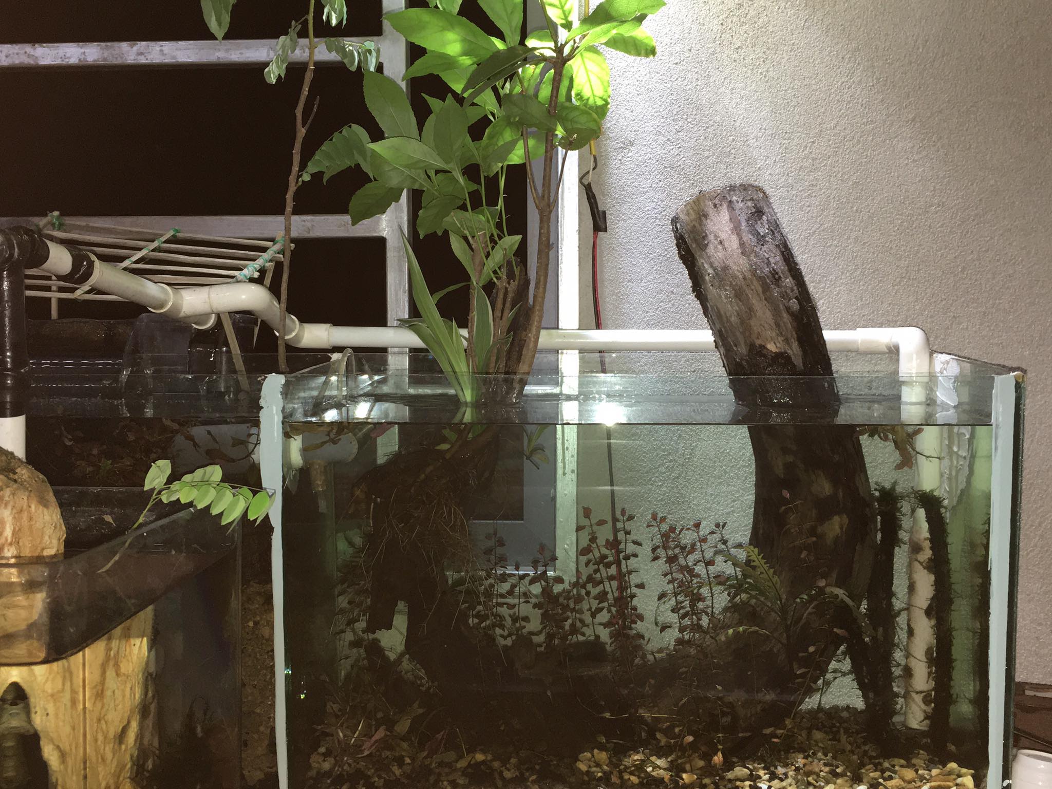 Cây Lộc vừng trồng làm cây cảnh trang trí trong nhà