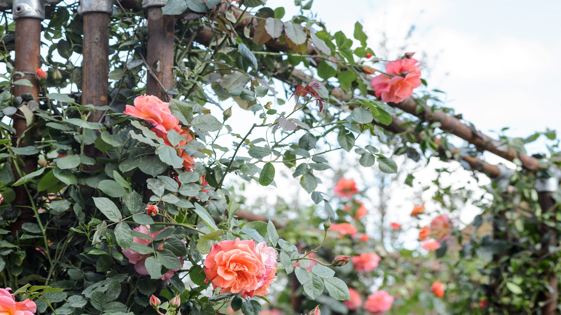 Cách trồng cây hoa hồng leo