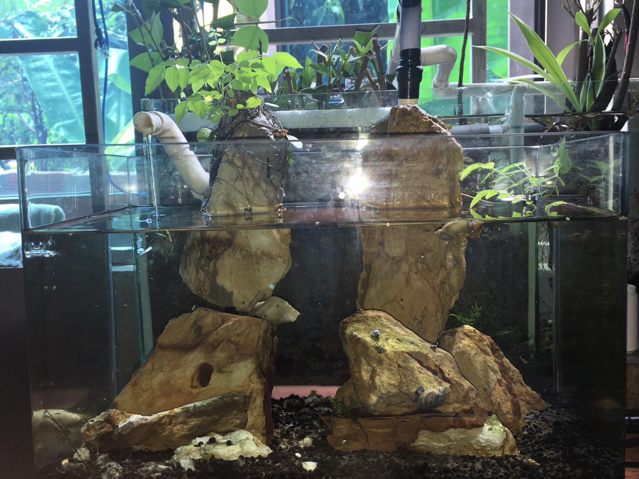 Trồng cây khế làm cây cảnh thủy sinh trang trí trong nhà