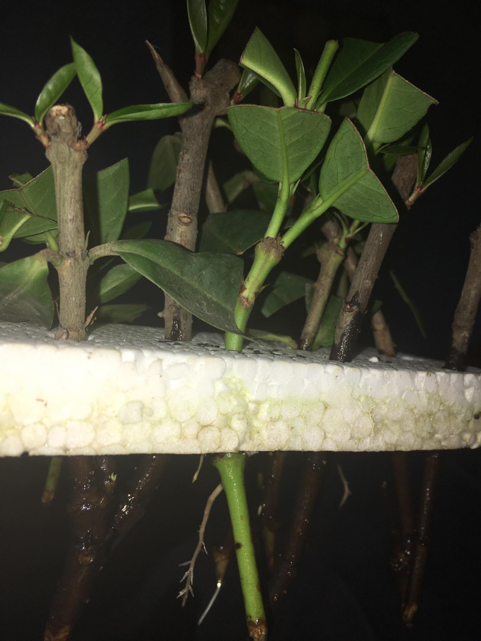 Hướng dẫn ươm cành hoa mẫu đơn trong nhà