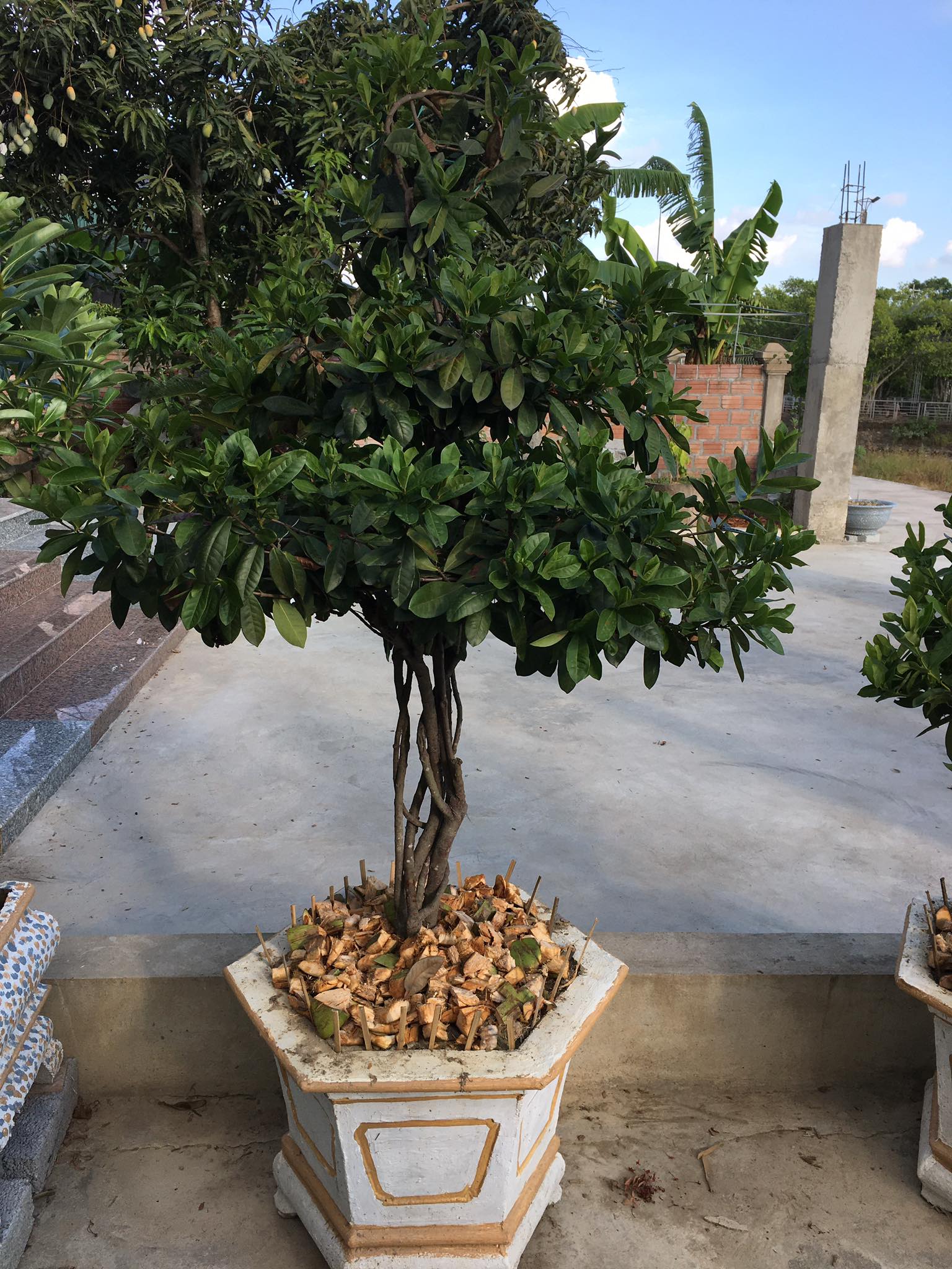 Phương pháp giữ ẩm cho cây cảnh