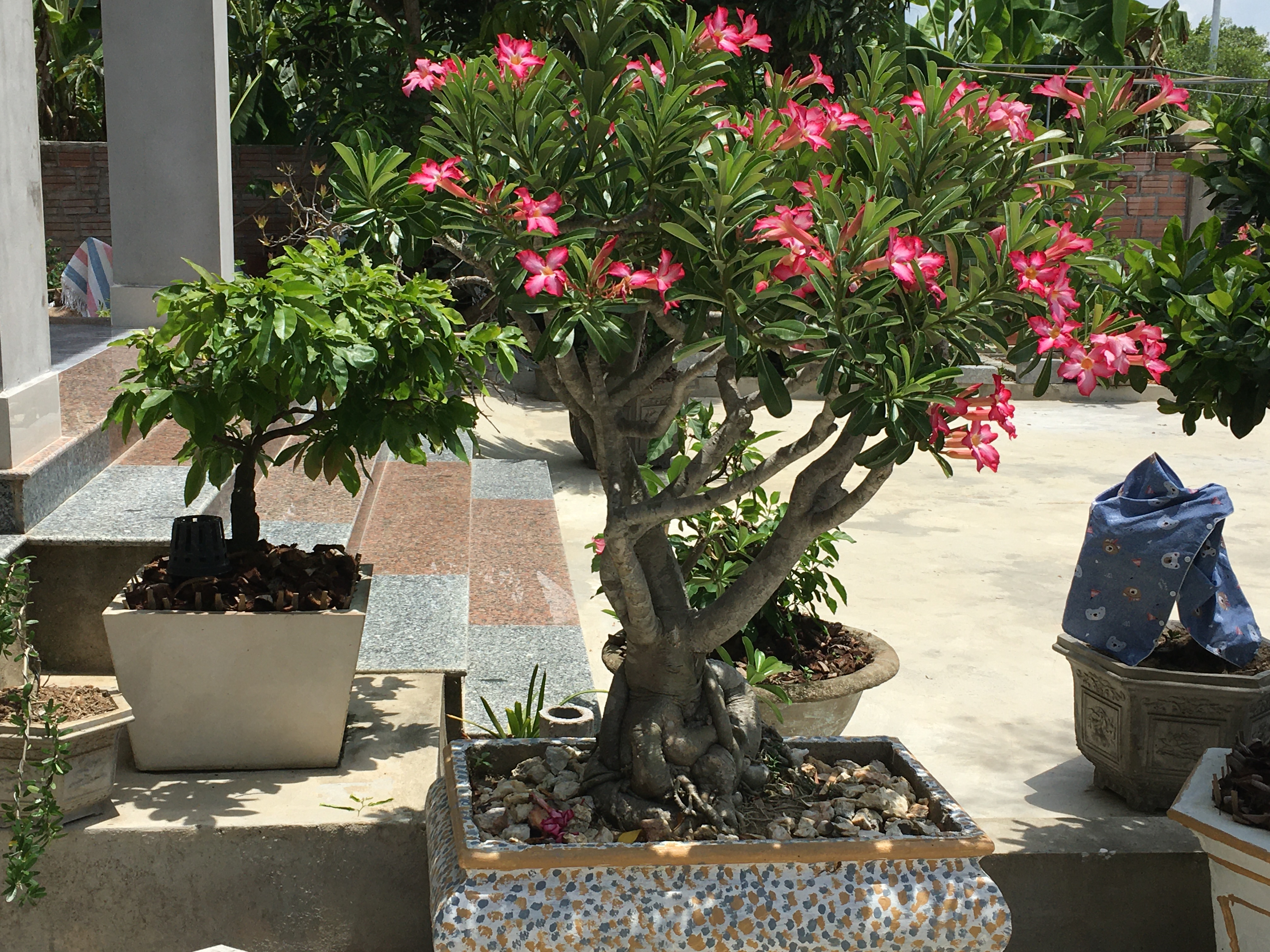 Những lưu ý khi trồng cây sứ