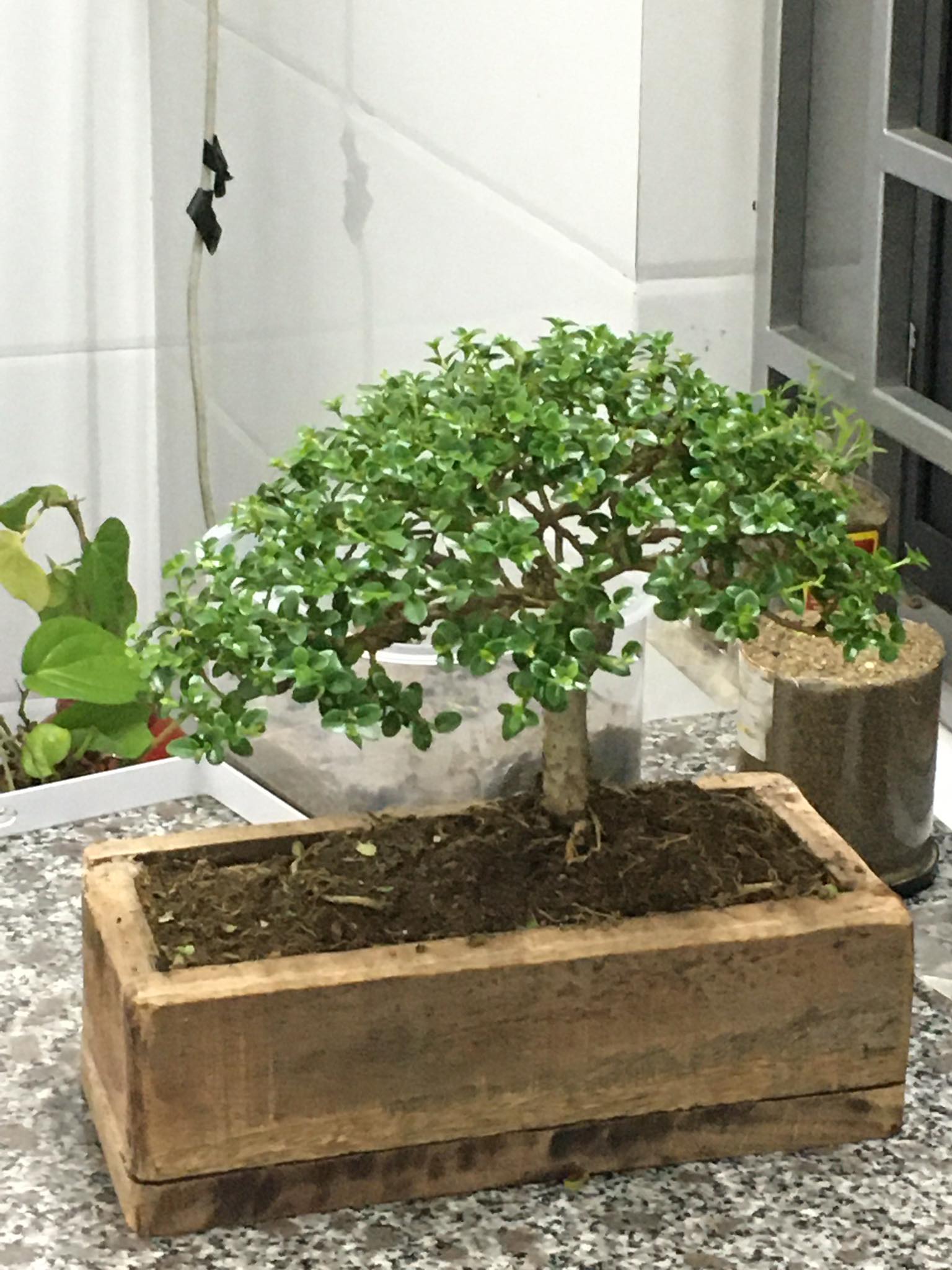 Cây Linh Sam trồng làm cây cảnh trang trí trong nhà