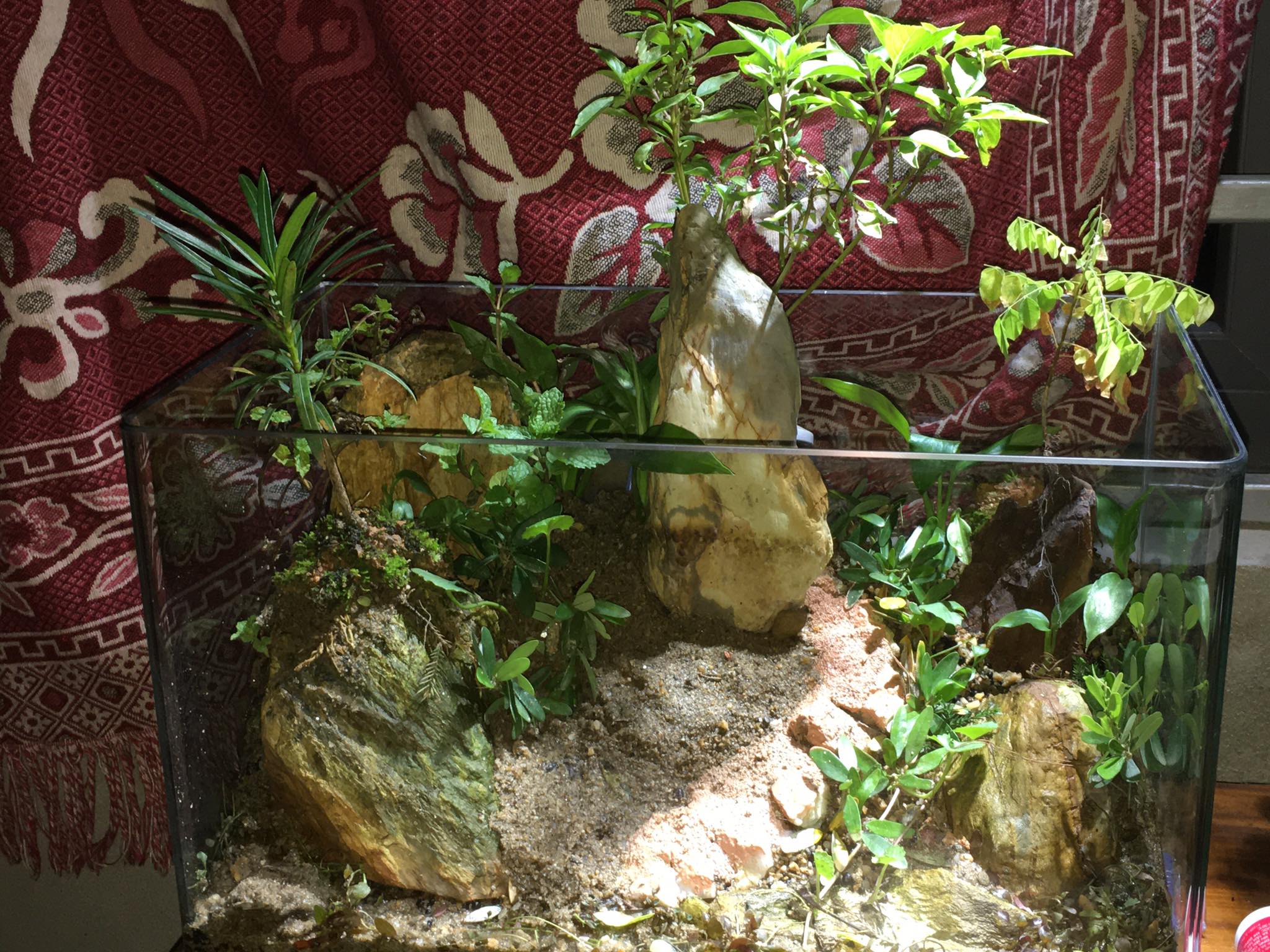 Dùng cây gia vị làm tiểu cảnh trang trí trong nhà