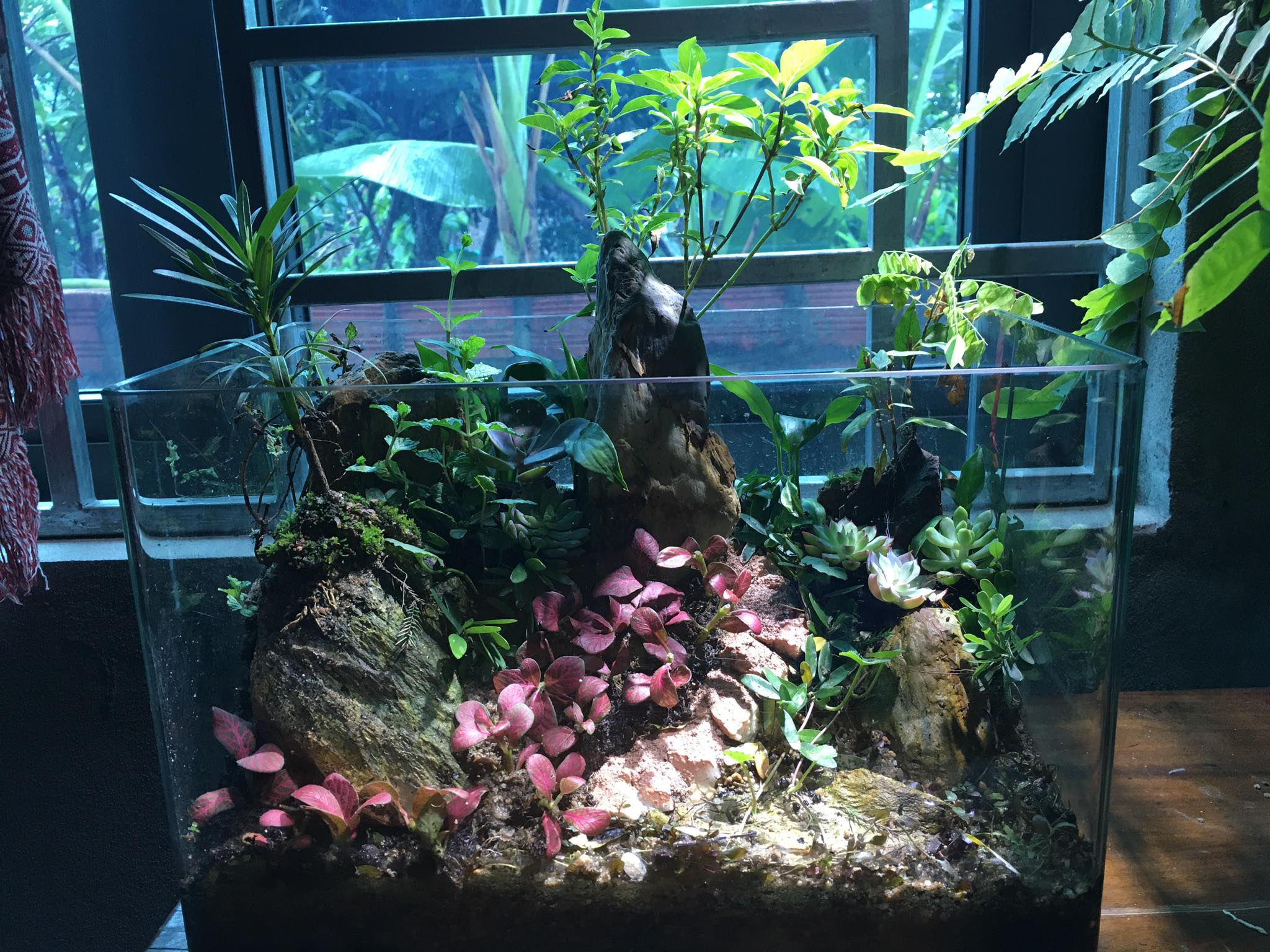 Các phương pháp ươm cây Linh Sam bằng cành