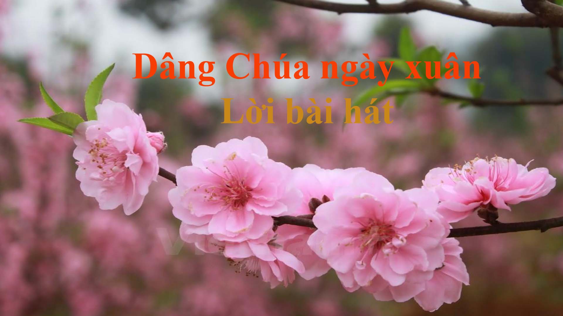 Dâng Chúa ngày xuân và lời bài hát