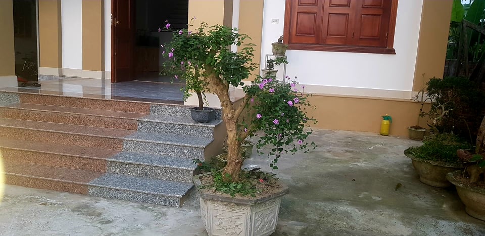 Cách để có một cây Ngũ Sắc đẹp giá rẻ