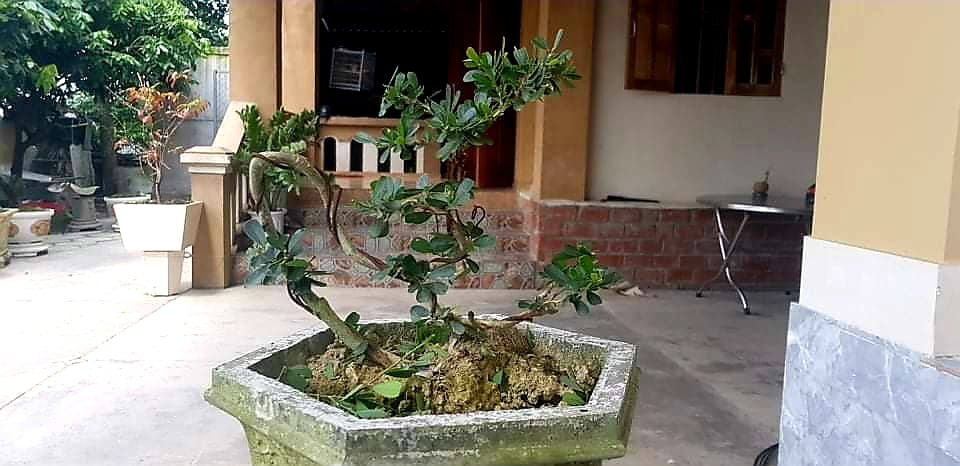 Những điều cần lưu ý khi trồng cây Linh Sam