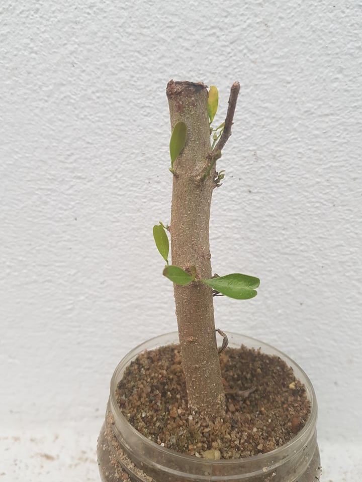 Những điều cần biết khi giâm cành cây Linh Sam