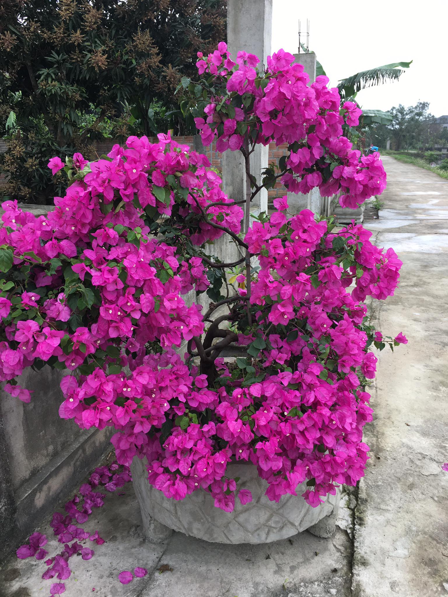 Hướng dẫn cách tìm nguyên nhân cây hoa giấy bị héo lá và cách xử lý triệt để