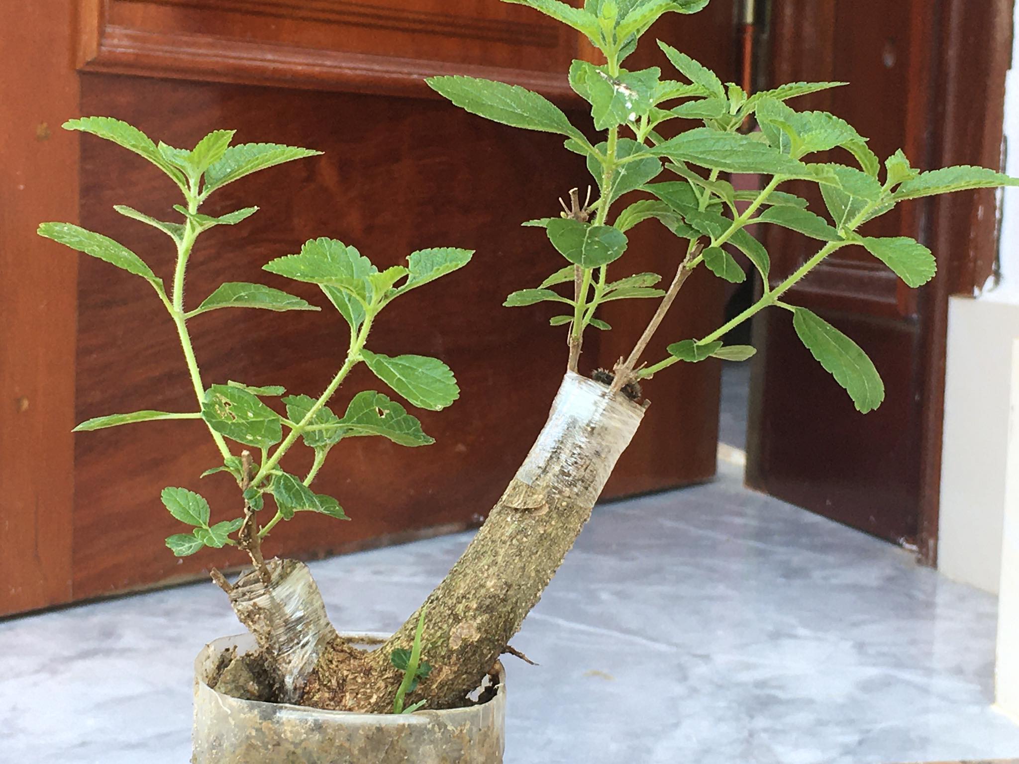 Hướng dẫn cách ghép cành cây Ngũ Sắc và Hoa Giấy nhiều màu