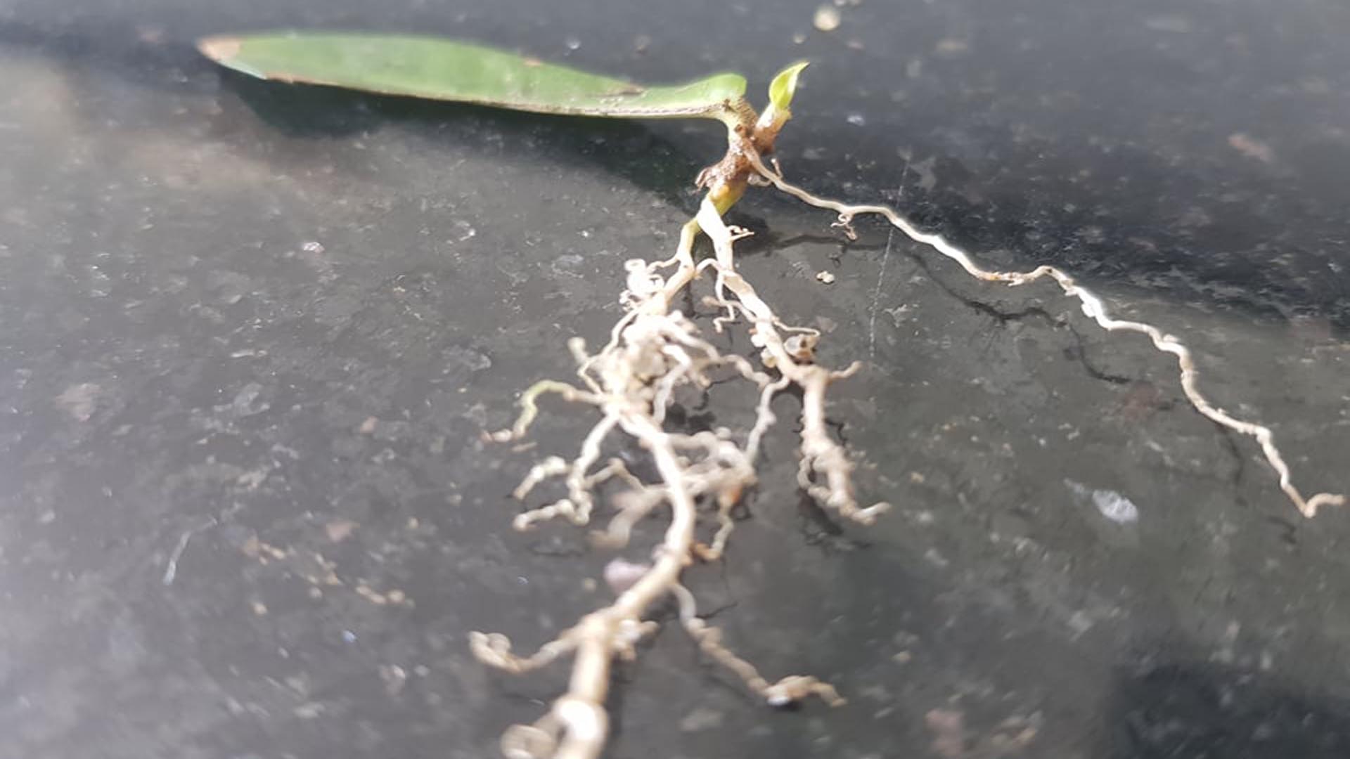 Hướng dẫn trồng cây Bông Trang lá nhỏ bằng lá đơn giản