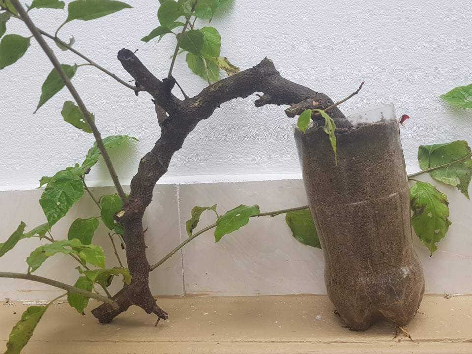 Hướng dẫn trồng cây Hoa Giấy bằng cách giâm cành