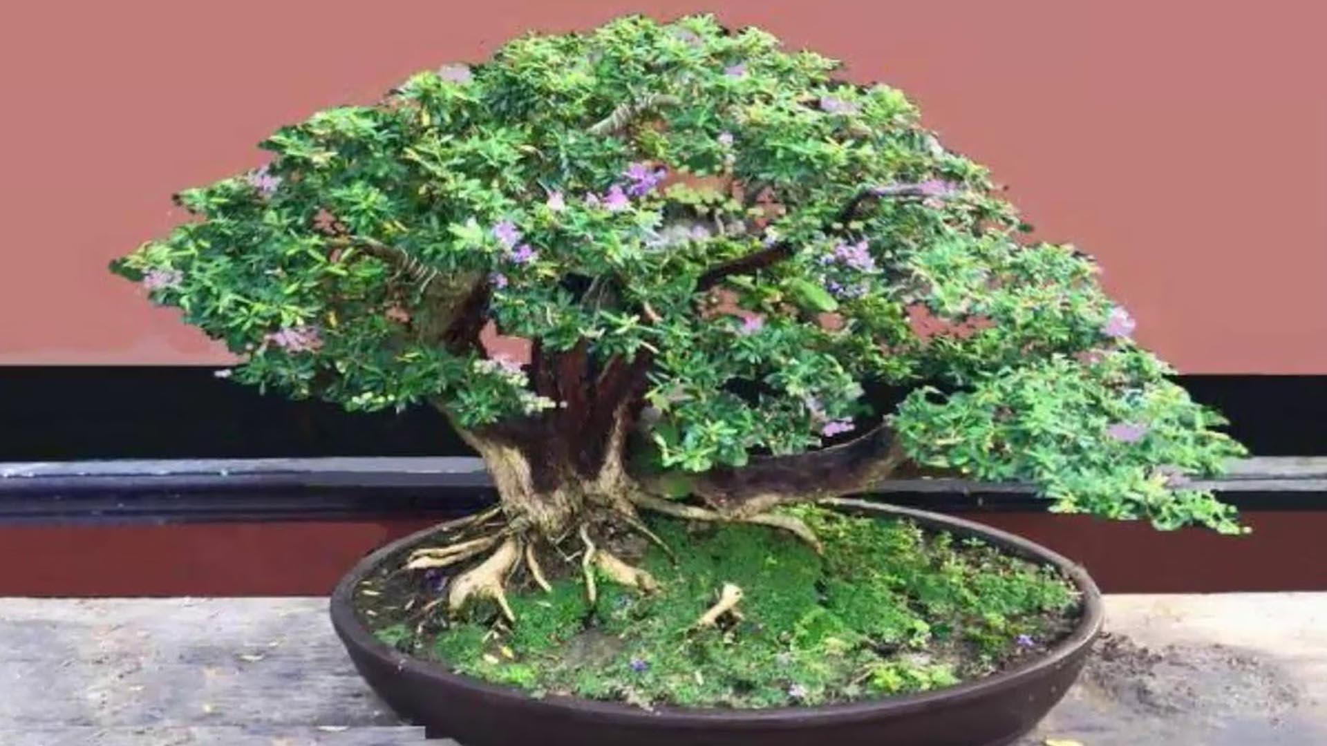 Làm cây cảnh mini để bàn cách nhanh nhất với cây Linh Sam