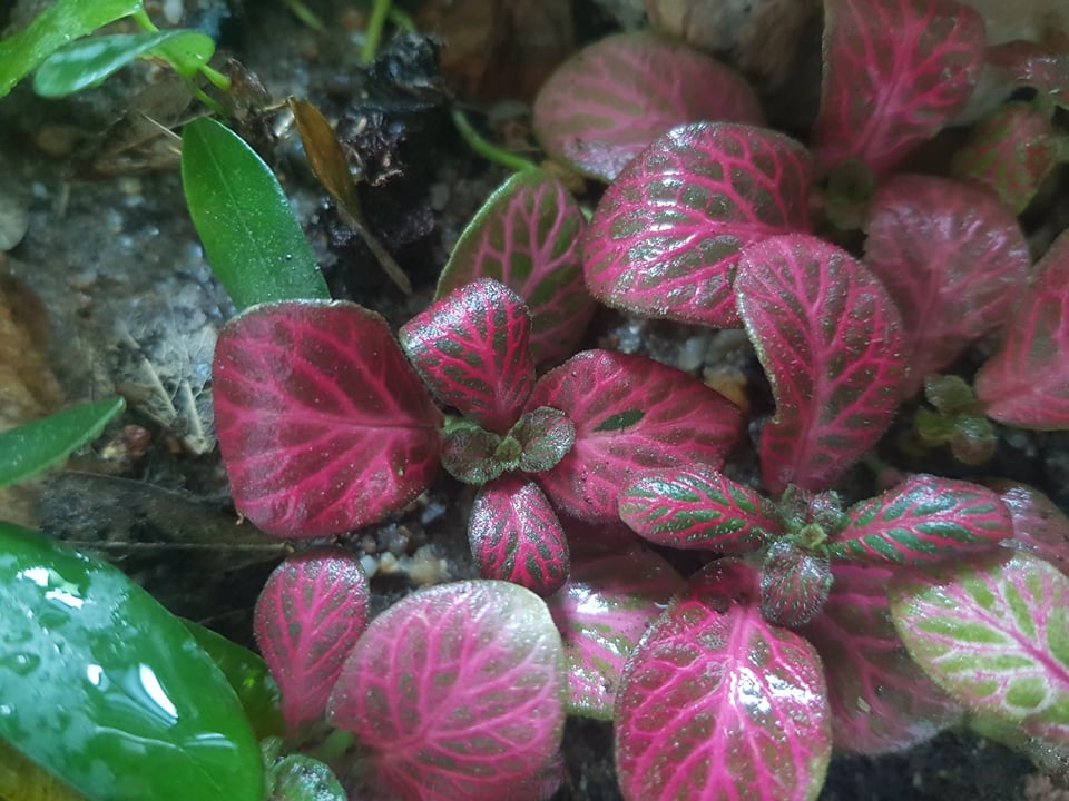 Cây Cẩm Nhung – Hướng dẫn cách chăm sóc cùng cách trồng cây