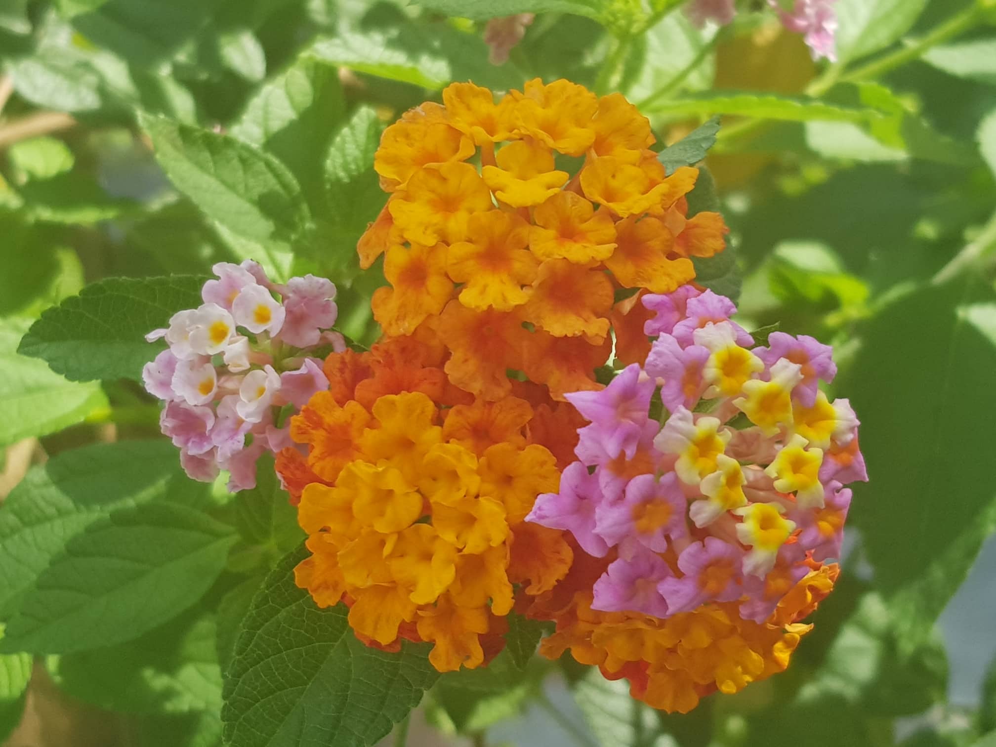 Ghép hoa Ngũ Sắc – Hướng dẫn cách đạt tỷ lệ thành công cao