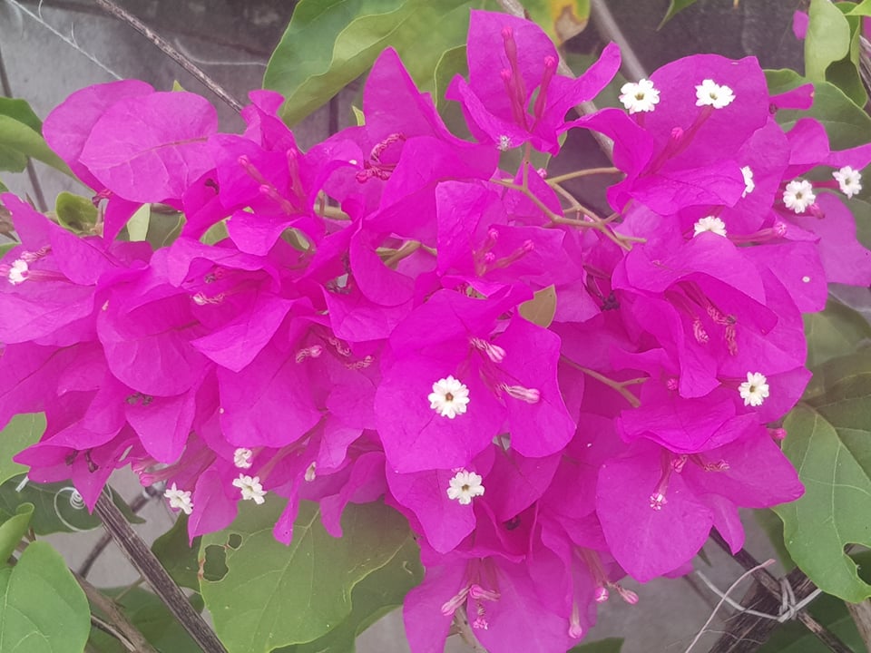 Hướng dẫn cách chăm sóc để cây hoa giấy ra nhiều hoa hoa to tươi lâu