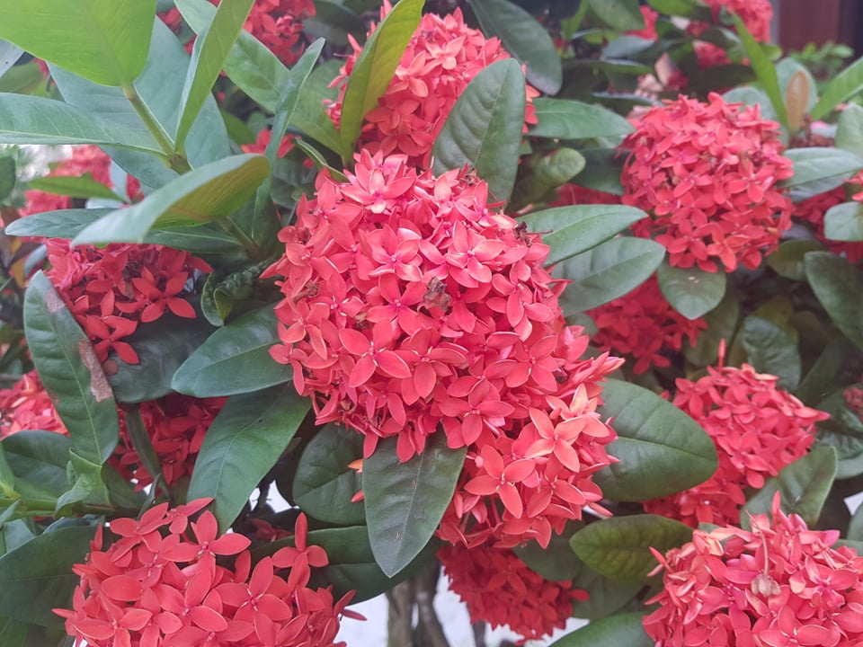 Hướng dẫn cách để làm cây Mẫu Đơn đỏ sai hoa, hoa to và nở theo ý muốn