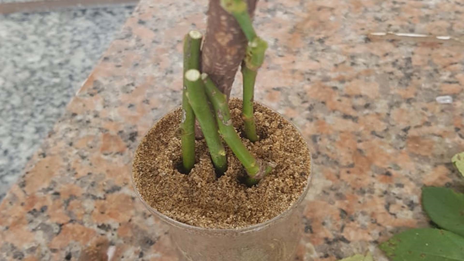 Giâm cành Hoa Hồng – Hướng dẫn những cách giâm cành cây Hoa Hồng