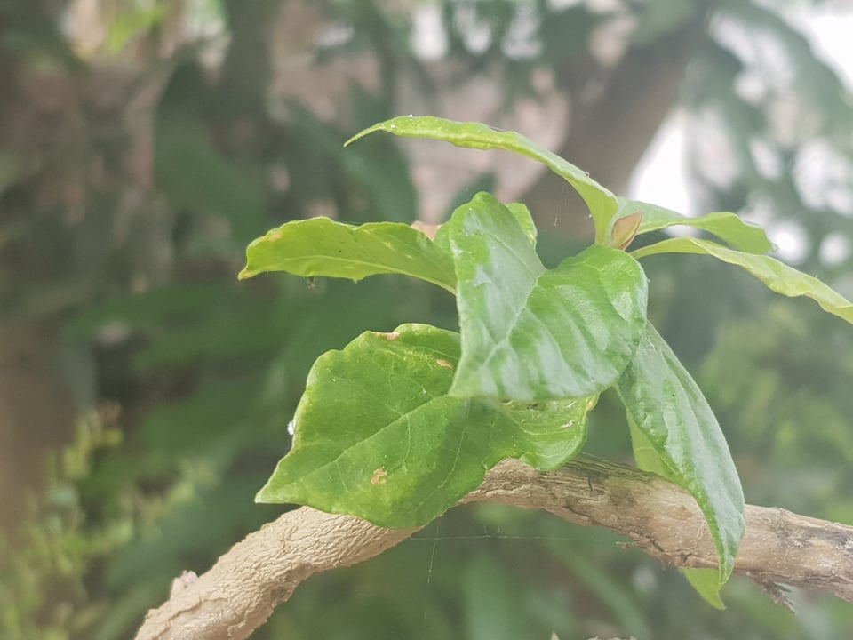 Hướng dẫn cách trồng Hoa Giấy bằng rễ – Phát hiện mới về nhân giống cây cảnh