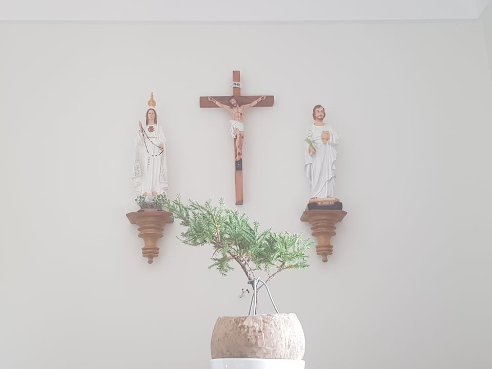 Hướng dẫn cách trồng các loại tùng bằng cách giâm cành – sử dụng làm cây cảnh bonsai mini để bàn