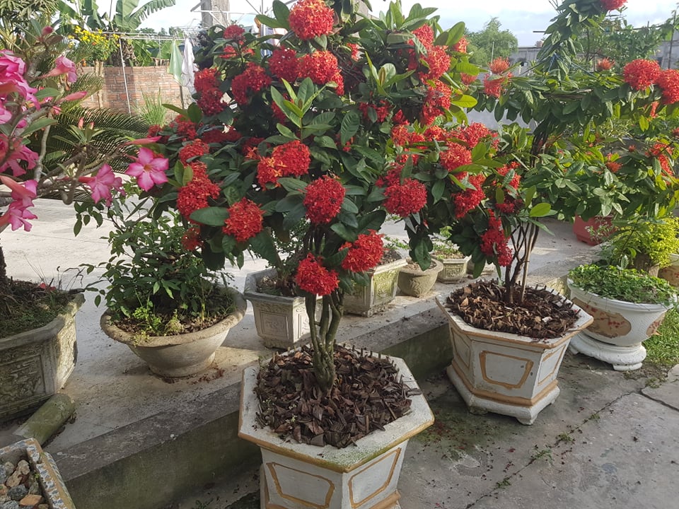 Hướng dẫn cách trồng và chăm sóc cây Bông Trang – Mẫu Đơn