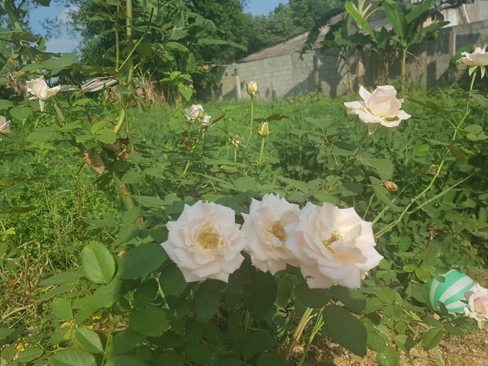 Hướng dẫn cách trồng và chăm sóc hoa hồng