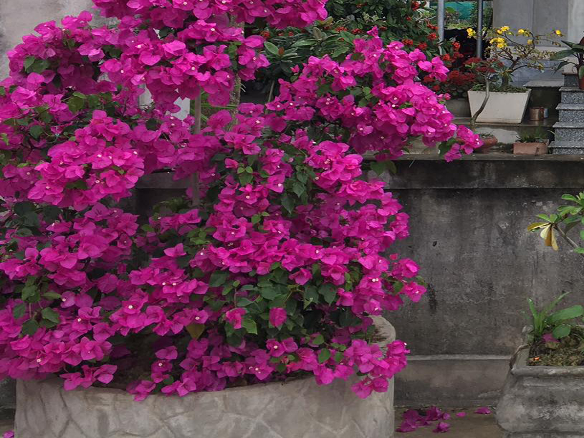 Hướng dẫn cách xử lý cây Hoa Giấy không ra hoa