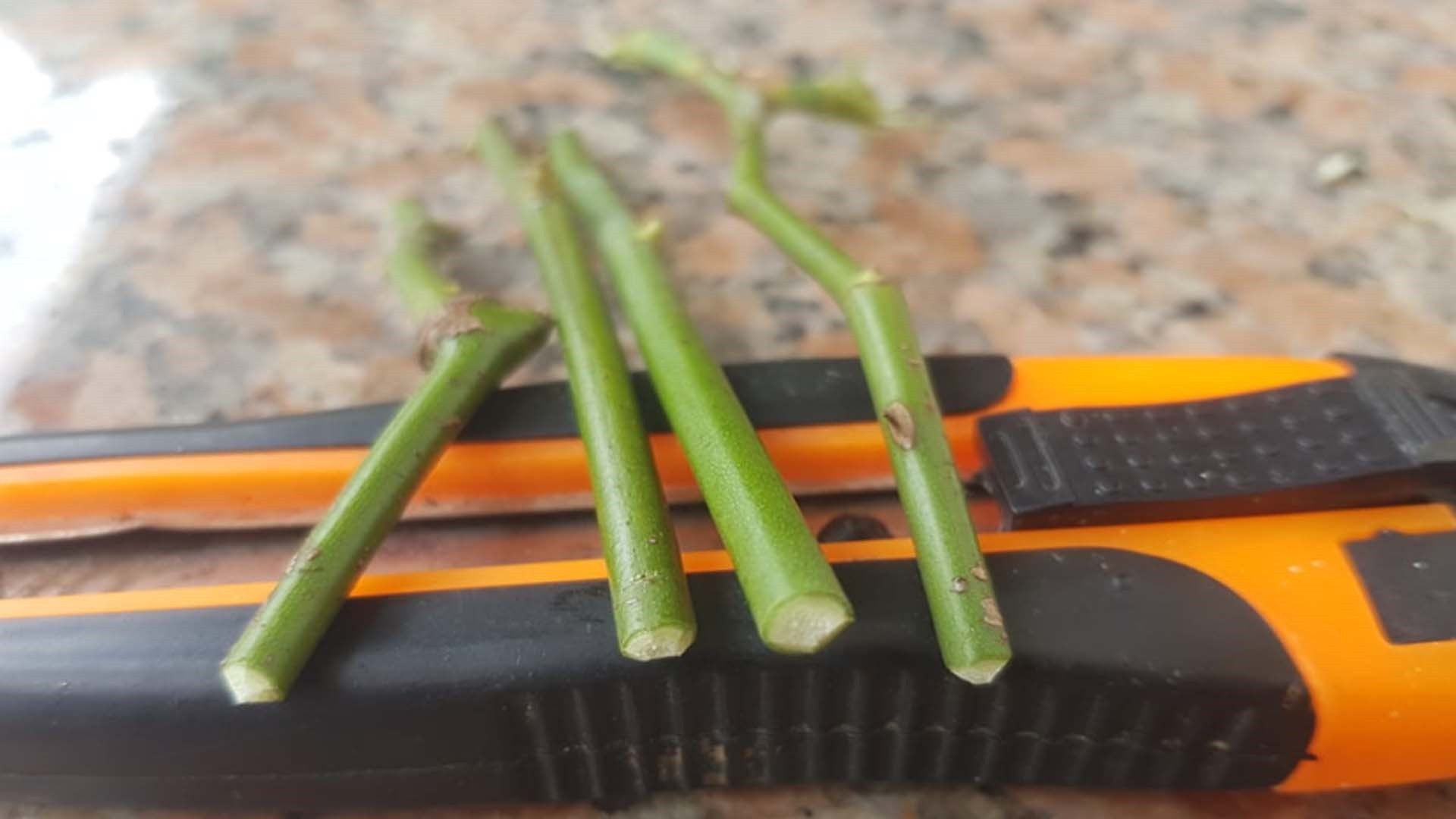 Những phương pháp đột phá trong cách giâm cành