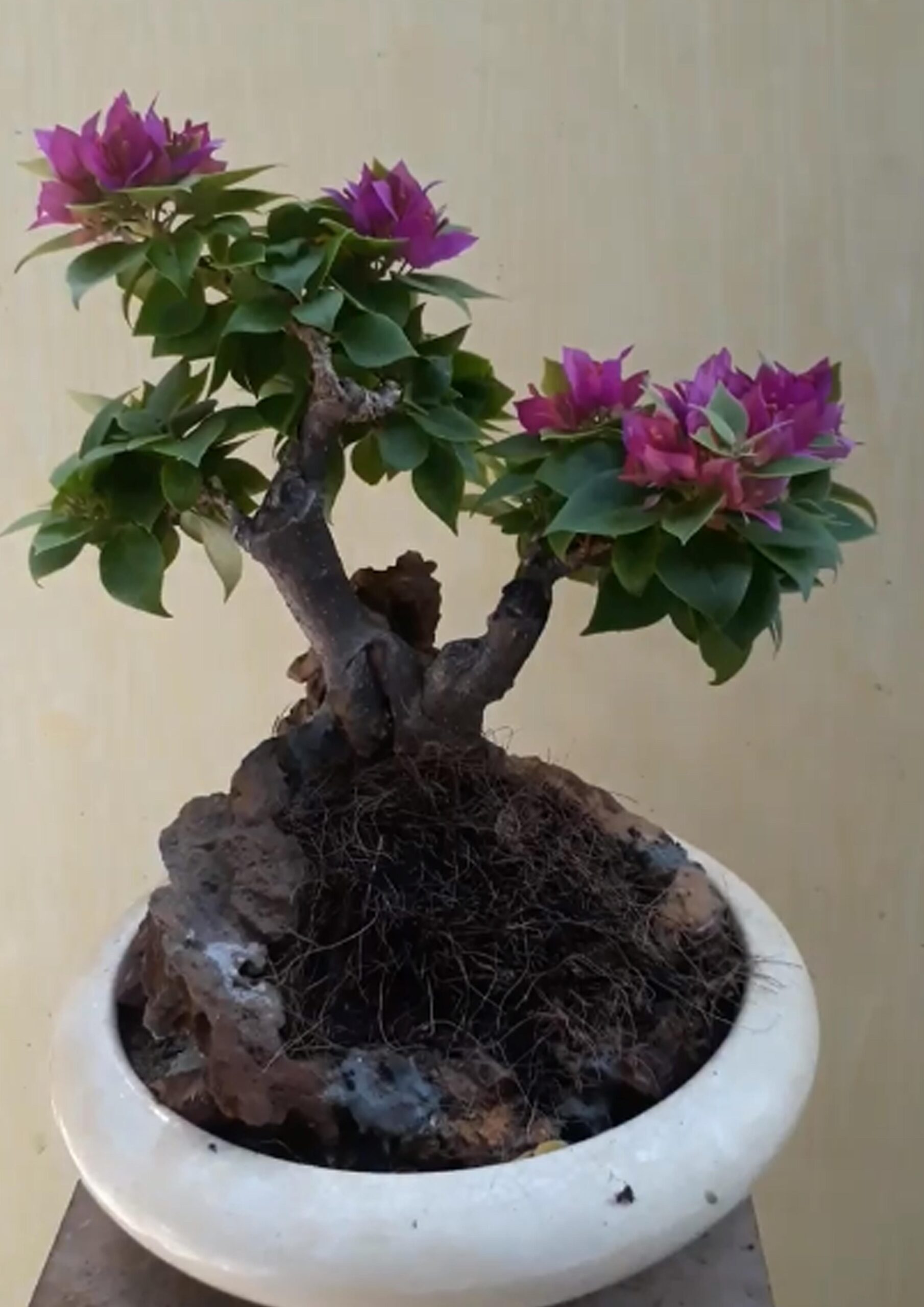 Hướng dẫn cách tạo bonsai với cây hoa giấy