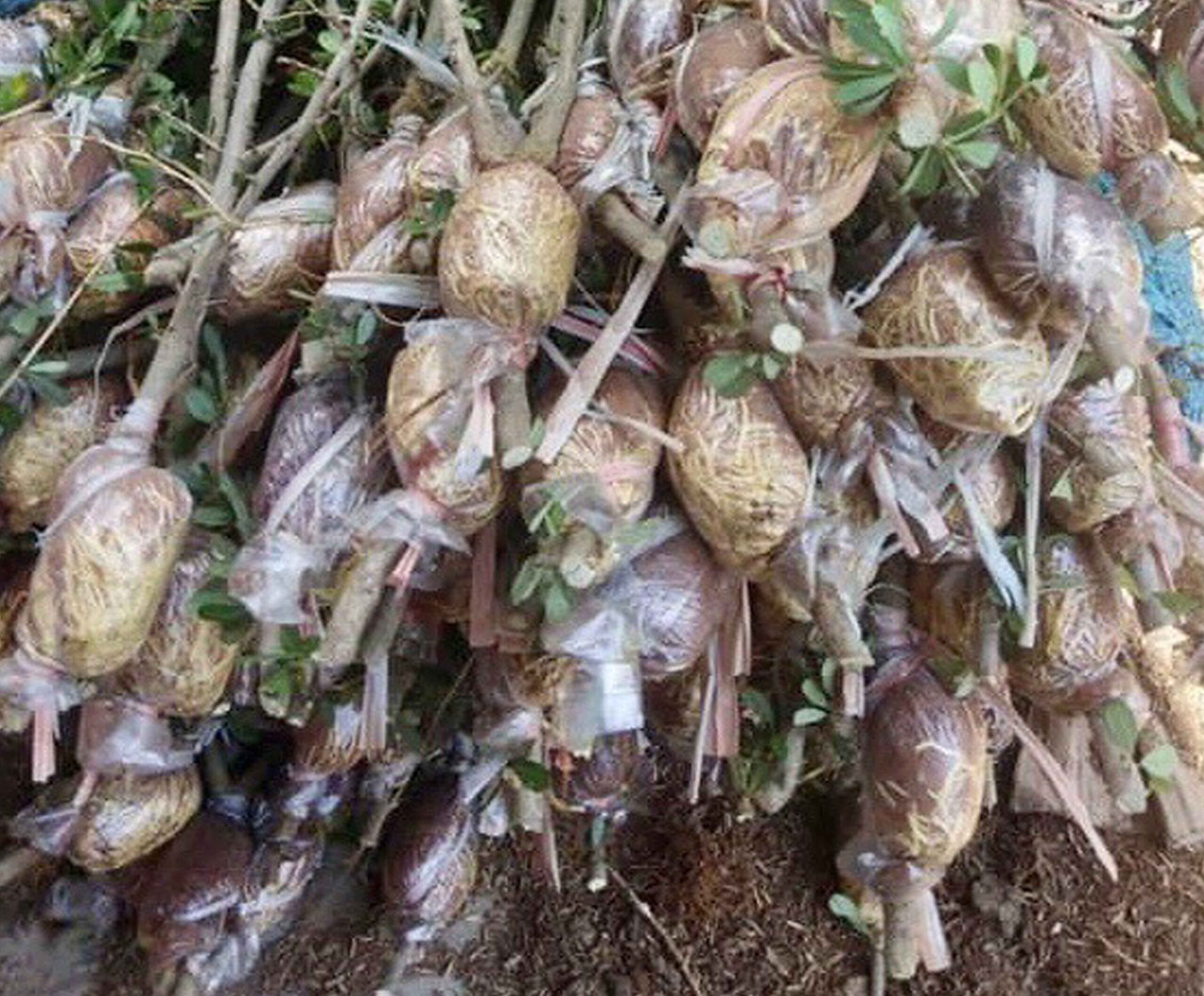 Hướng dẫn cách chiết cành Linh Sam