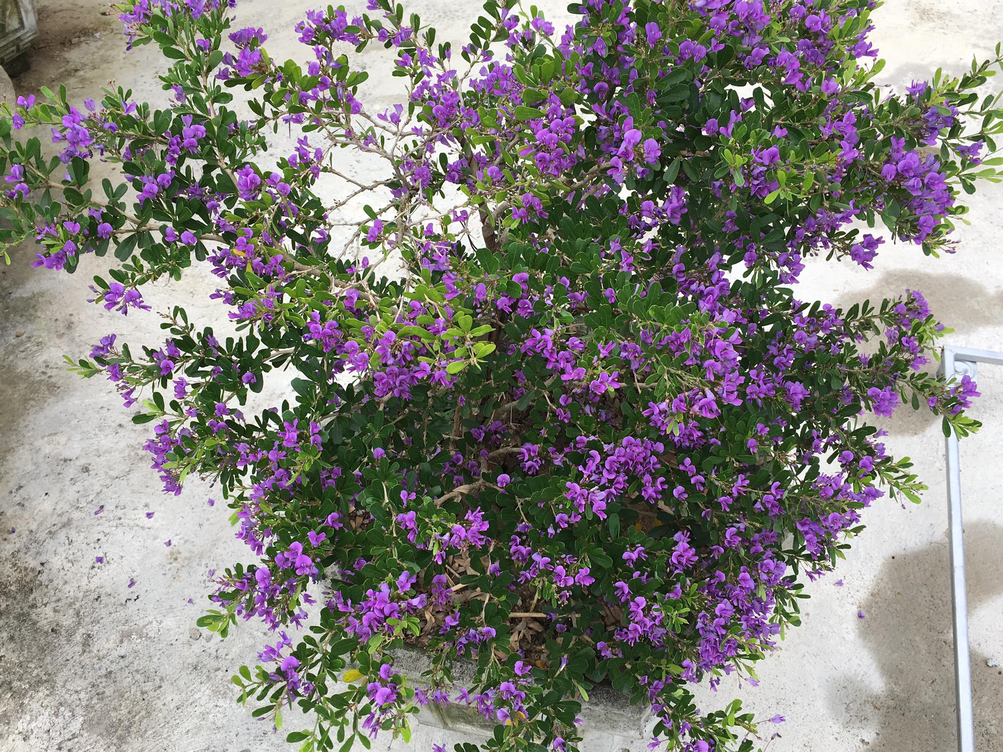 Hướng dẫn cách để Linh Sam ra nhiều hoa đúng thời điểm