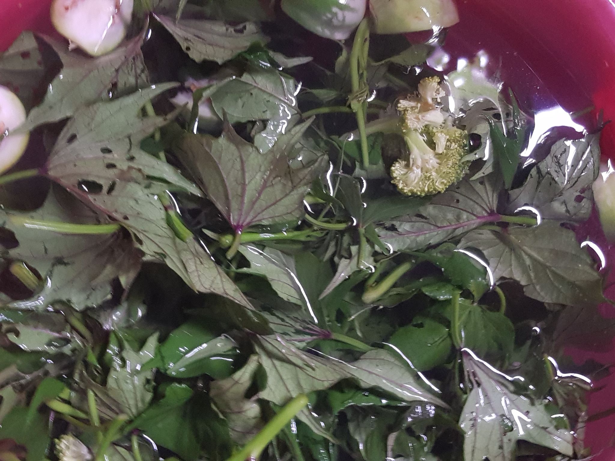 Hướng dẫn cách làm các loại phân bón hữu cơ cho Hoa Hồng